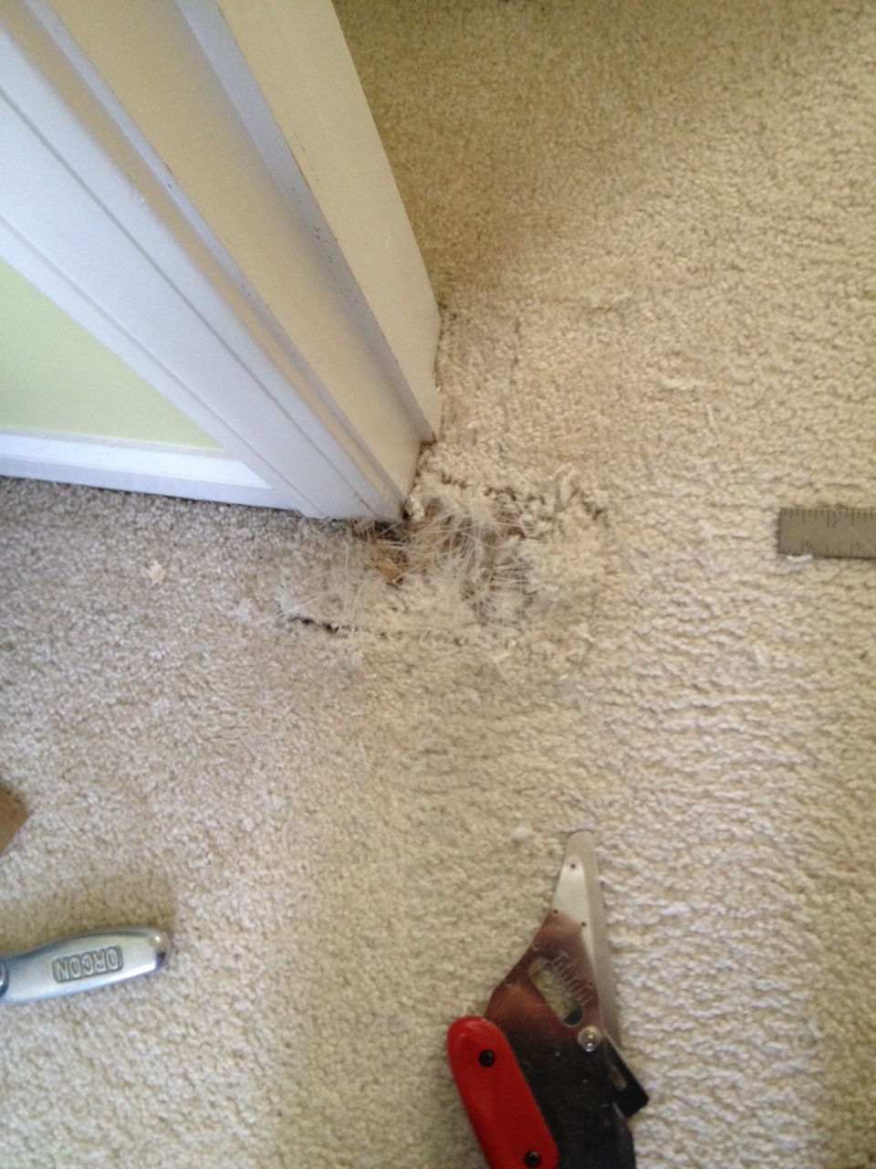 Indianapolis Cat Carpet Damage Indianapolis Carpet Repair