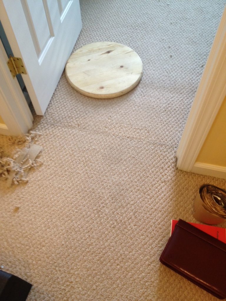 The Dog Tried to Destroy the Carpet the Day Before the Inspection