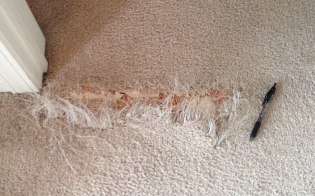 Indianapolis Pet Damage Carpet Repair
