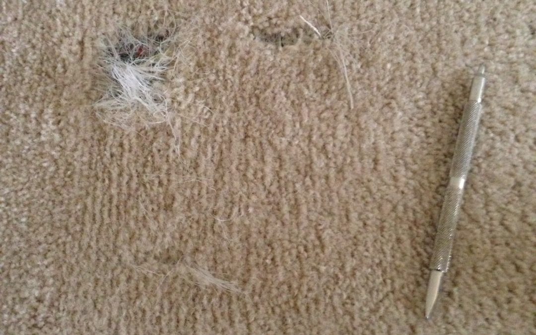 Pet Damage in Fishers, IN Carpet. Indianapolis Carpet Repair LOVES Dogs but we love to FIX holes more!