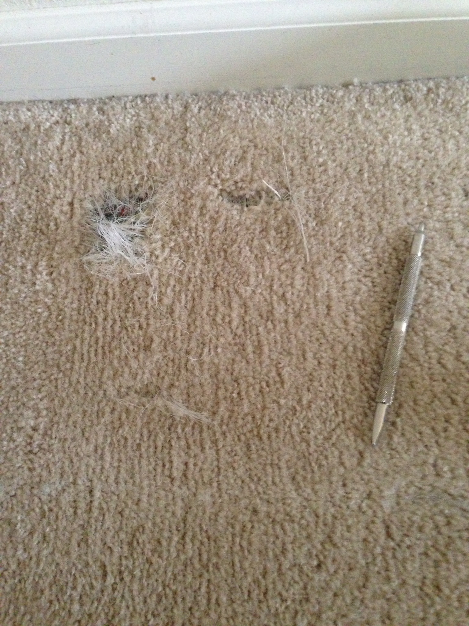 Pet Damage in Fishers, IN Carpet. Indianapolis Carpet Repair LOVES