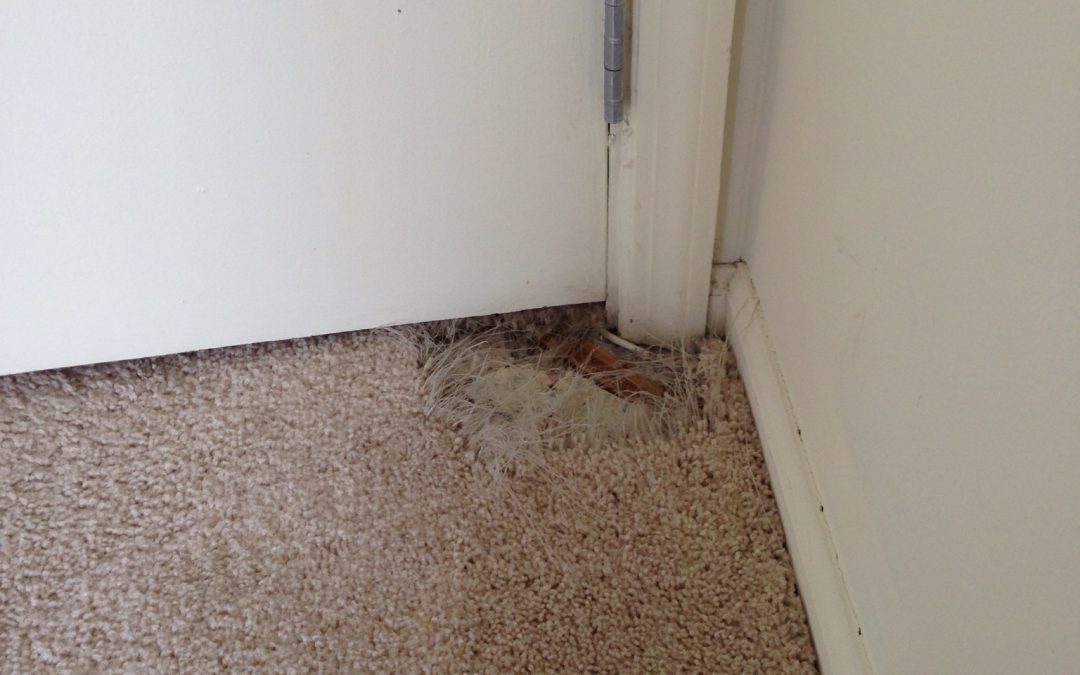 Hungry Dog in Indianapolis Ate a Hole in the Carpet – Indianapolis Carpet Repair Loves Dogs!