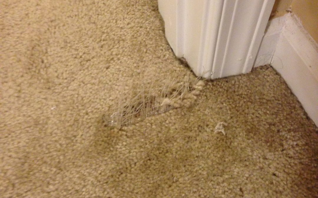 Cats Got Locked In Room in Indianapolis Home. Indianapolis Carpet Repair Saves the Day!
