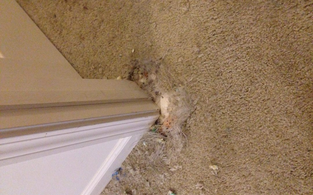 Cat Tore Carpet in Doorway in Indianapolis