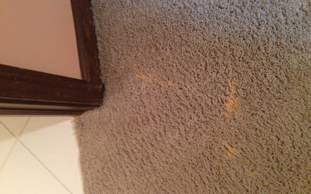 Small Bleach Stain Fixed in Indianapolis