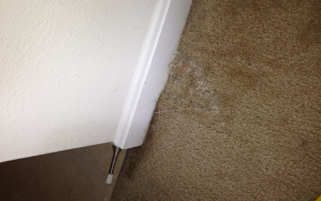 Carpet Ruined by Anxious Pet: What to do